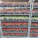 Bild von Calluna P10.5 Beauty Mix per laag